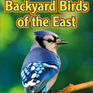 Backyard Birds of the East